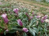 Convolvulus lineatus L.