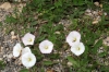 Convolvulus arvensis L. Convolvulus arvensis L.
