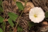 Convolvulus arvensis L. Convolvulus arvensis L.