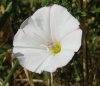 Convolvulus arvensis L. Convolvulus arvensis L.