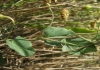 Convolvulus arvensis L. Convolvulus arvensis L.
