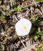 Convolvulus arvensis L. Convolvulus arvensis L.