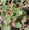 Convolvulus arvensis L. Convolvulus arvensis L.