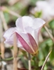 Convolvulus arvensis L. Convolvulus arvensis L.