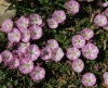 Convolvulus arvensis L.