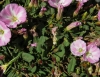 Convolvulus arvensis L. Convolvulus arvensis L.