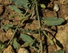 Convolvulus arvensis L. Convolvulus arvensis L.