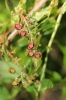Coriaria myrtifolia L.