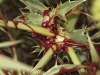 Cuscuta 1/2
