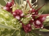Cuscuta 2/2