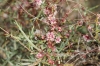 Cuscuta