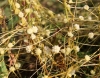 Cuscuta