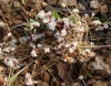 Cuscuta