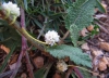 Cuscuta