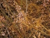 Cuscuta campestris ? 1/2