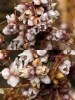 Cuscuta campestris ? 2/2