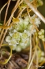 Cuscuta campestris Yunck.