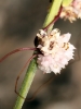 Cuscuta epithimum ? 1/2
