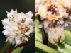 Cuscuta epithimum ? 2/2