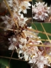 Cuscuta epithymum ? 2/4