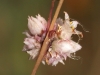 Cuscuta epithymum ? 3/4