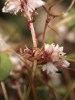 Cuscuta epithymum ? 4/4