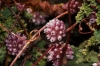 Cuscuta europaea L.