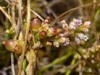 Cuscuta monogyna