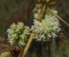 Cuscuta planiflora Ten.