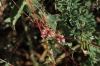 Cuscuta sp.
