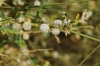 Cuscuta sp.