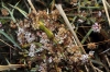 Cuscuta