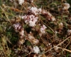 Cuscuta sp.