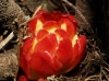 Cytinus hypocistis (L.) L.