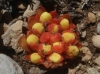 Cytinus hypocistis (L.) L.