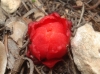 Cytinus hypocistis