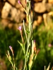 Epilobium brachycarpum C.Presl