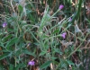 Epilobium Epilobium