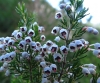 Erica arborea L.
