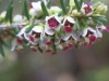 Erica scoparia L. subsp. scoparia
