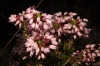 Erica multiflora L.
