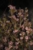 Erica multiflora L.