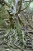 Fagus sylvatica L. Fagus sylvatica L.