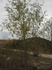 Fraxinus angustifolia 1/3 (a confirmar)