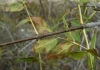 Fraxinus angustifolia 2/3 (a confirmar)