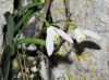 Galanthus nivalis L.