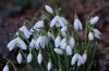 Galanthus nivalis L.