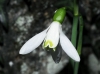 Galanthus nivalis L.