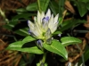 Gentiana cruciata L.