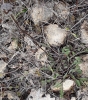 Globularia ?